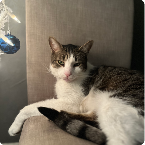 Karelle's cat, Pinot, relaxing on a chair next to a Christmas tree.